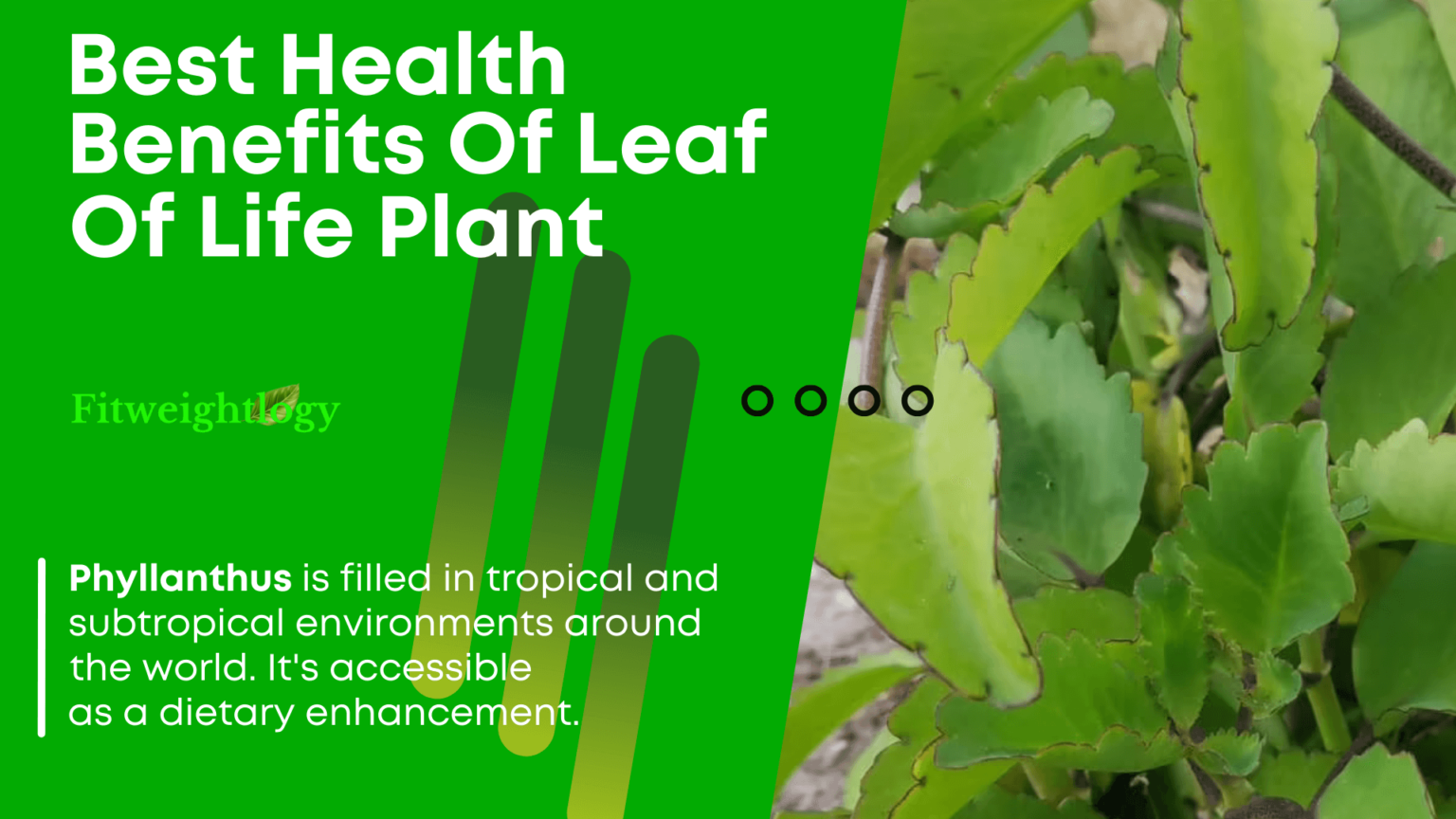 47 Best Health Benefits Of Leaf Of Life Plant What Is Not Mentioned