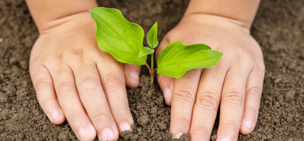 How To Make Cold And Cough Mixture With The Leaf Of Life