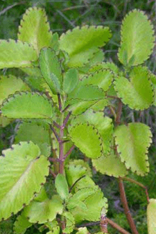 47 best health benefits of leaf of life plant