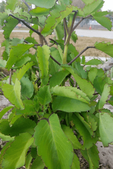 Leaf of life plant