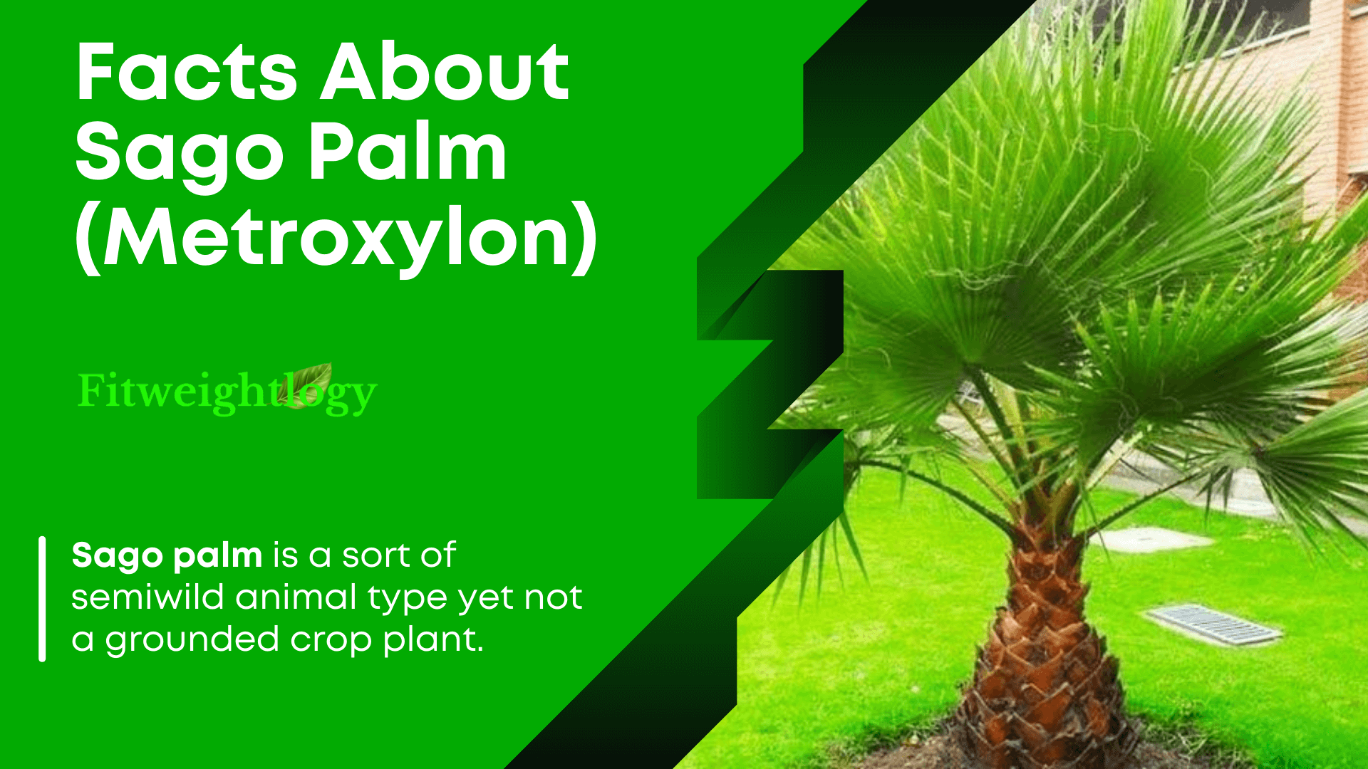 Facts about sago palm tree