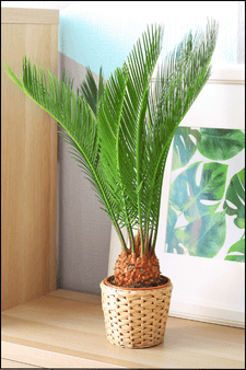 Sago palm supports muscle growth