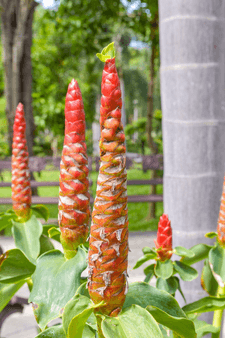 Health benefits of shampoo ginger