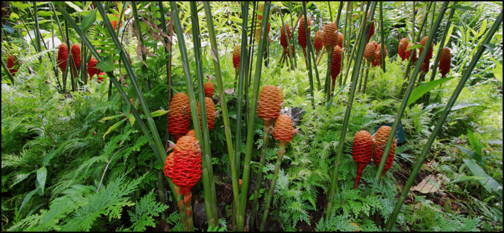 How to care for ginger shampoo plant