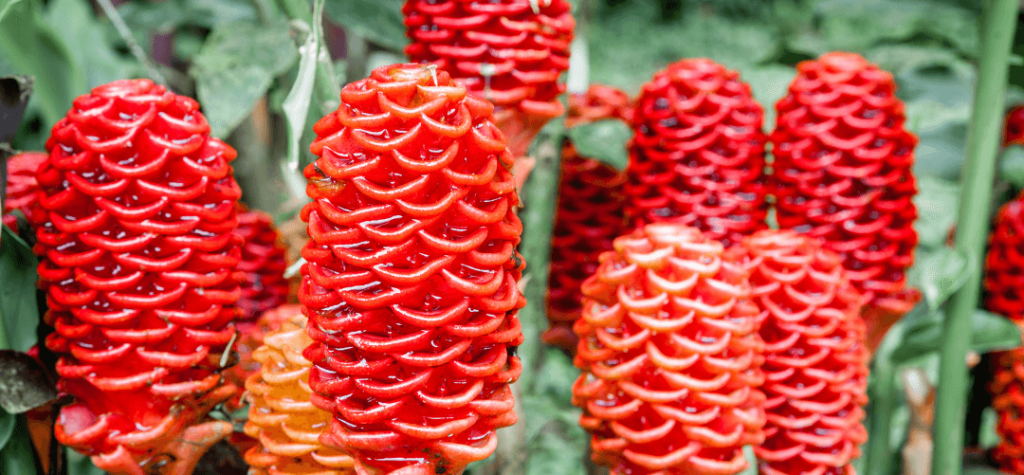 Shampoo ginger plant