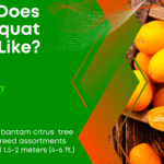 What Does A Kumquat Taste Like? - 11 Amazing Health Benefits
