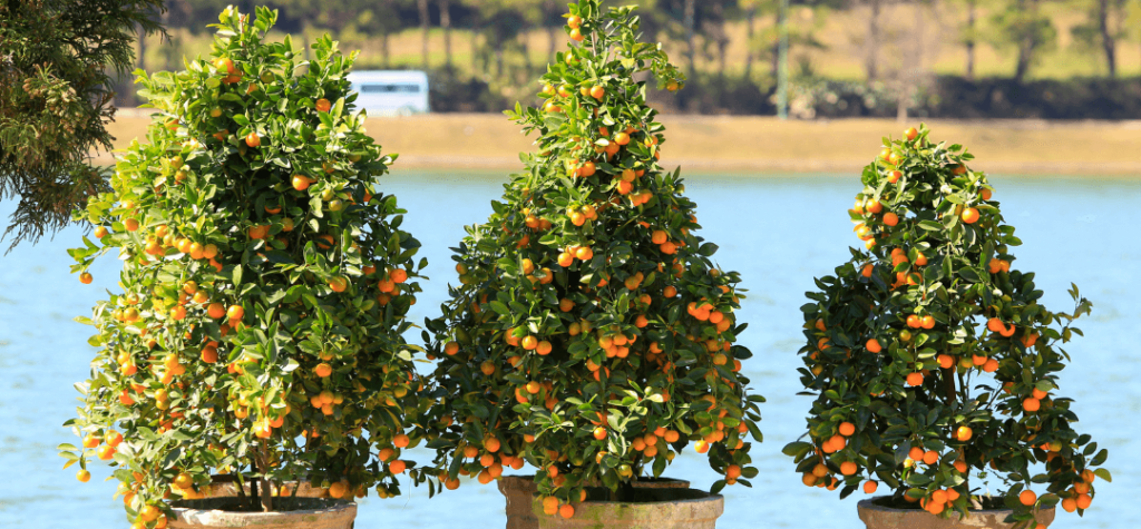 Instructions to plant and grow a kumquat tree
