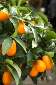 What does a kumquat taste like?