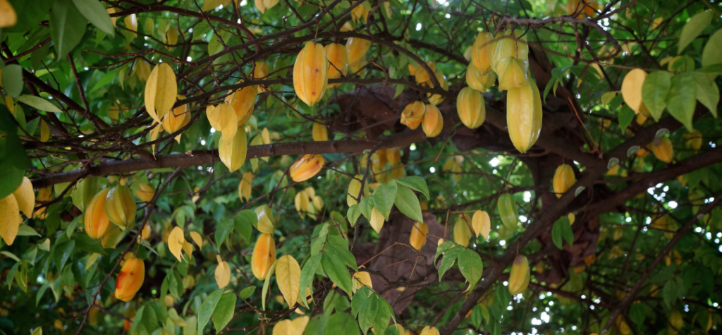 What does star fruit taste like?